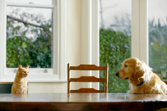 Ginger cat and golden Labrador dog sitting on either side of a table with a garden behind them